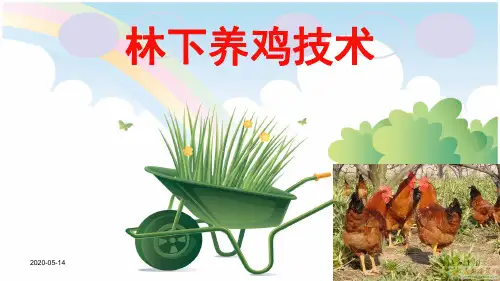 林地养鸡技术PPT课件