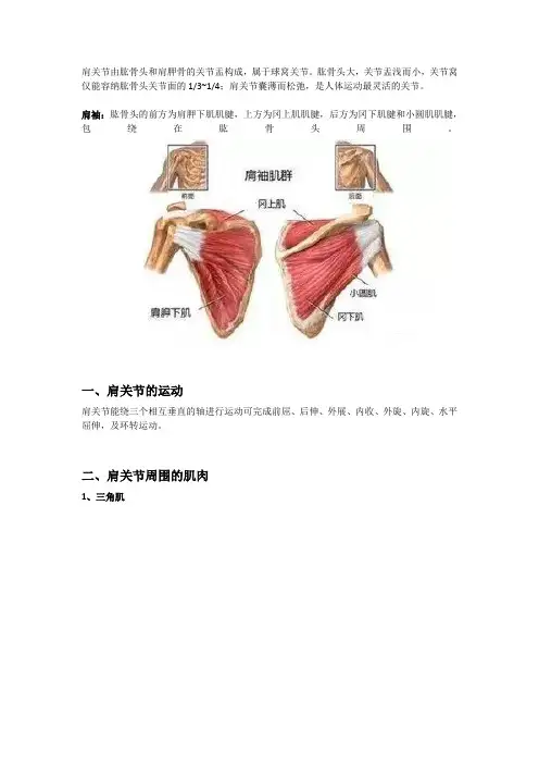 肩关节的运动和肌肉
