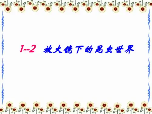 六年级下册科学课件-1.2放大镜下的昆虫世界_教科版 (共37张PPT)