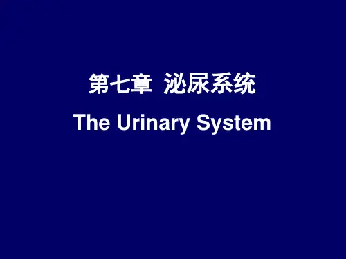 系统解剖学 第七章 泌尿系统
