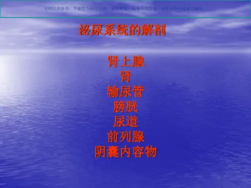 泌尿系统解剖和生理课件