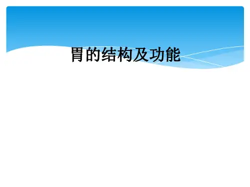 胃的结构及功能