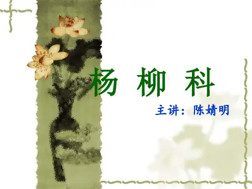 杨柳科