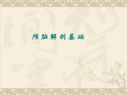 颅脑解剖学