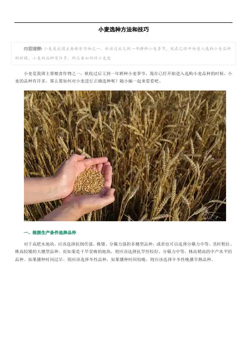 小麦选种方法和技巧