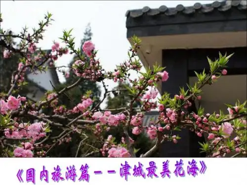 《国内旅游篇--津城最美花海》