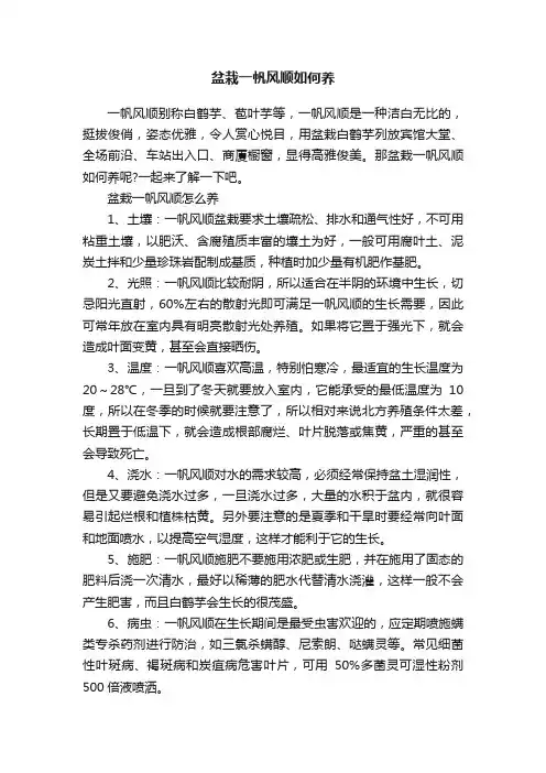 盆栽一帆风顺如何养