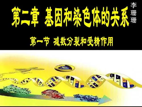 减数分裂及受精作用