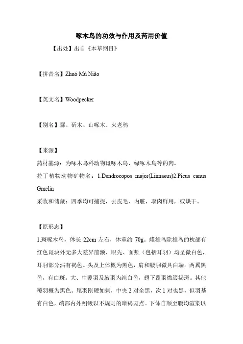 啄木鸟的功效与作用及药用价值
