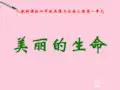 四年级品德与社会上册 美丽的生命课件 人教新课标版