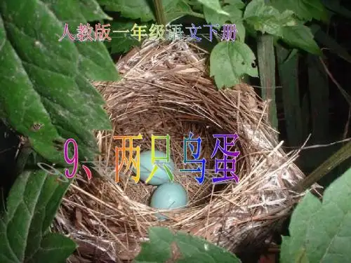 人教版一年级语文下册《两只鸟蛋》
