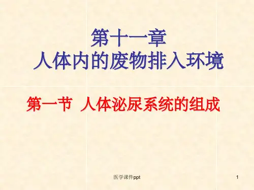 人体泌尿系统的组成及功能