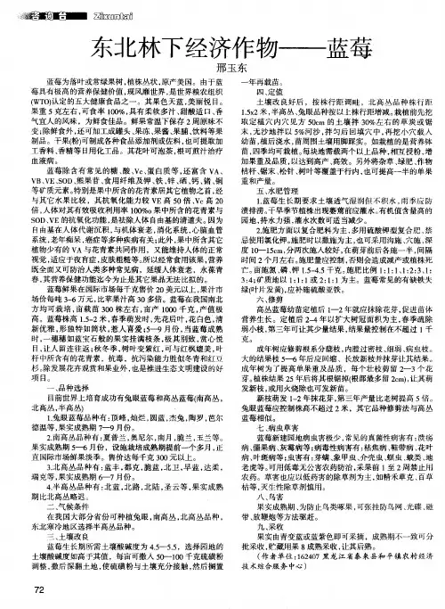 东北林下经济作物——蓝莓