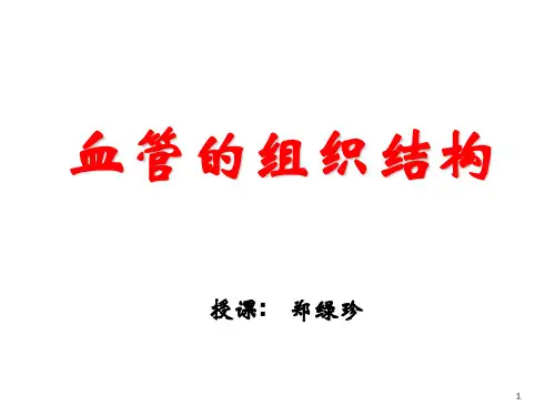 血管解剖2013