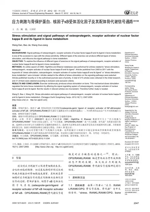 应力刺激与骨保护蛋白、核因子κB受体活化因子及其配体骨代谢信号通路