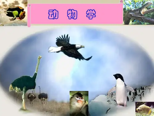动物分类1-原生动物 海绵动物