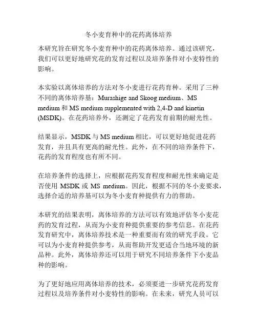 冬小麦育种中的花药离体培养