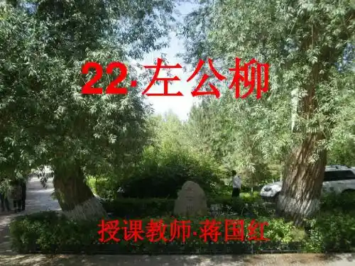 22左公柳