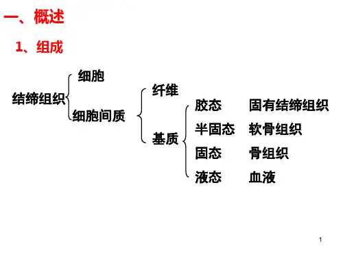 组织学与胚胎学结缔组织