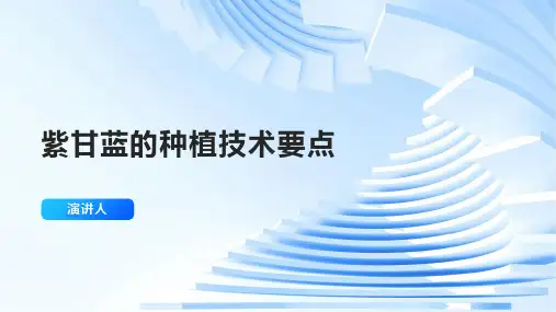 紫甘蓝的种植技术要点