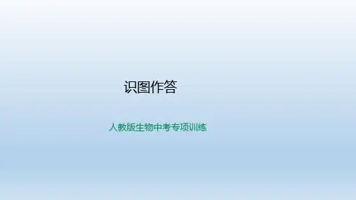 人教版生物中考专项训练-识图作答(共39张PPT)