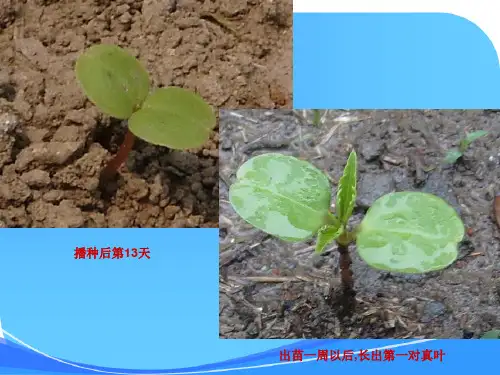 《种子发芽了》小学科学课件
