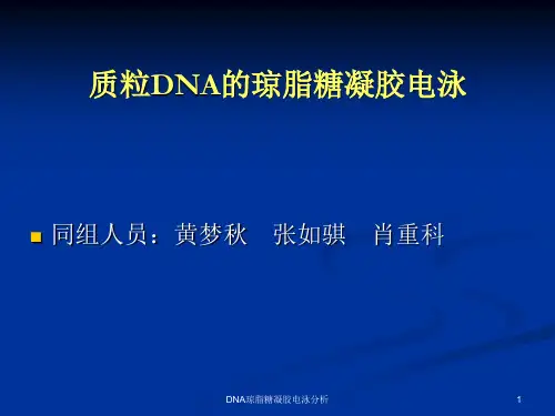 DNA琼脂糖凝胶电泳分析