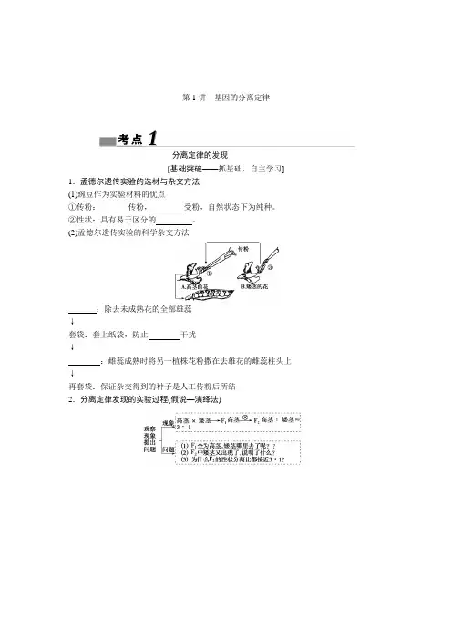 基因的分离定律 2