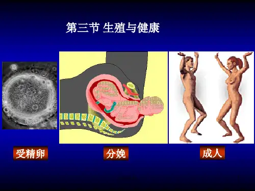 人体构造 生殖系统[专业类别]