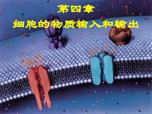 细胞的物质输入和输出复习课件