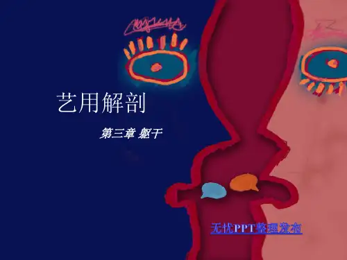 艺用解剖之躯干的骨骼肌肉ppt