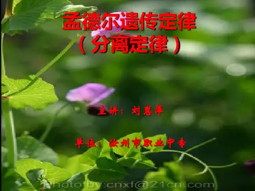 孟德尔遗传定律(分离定律)