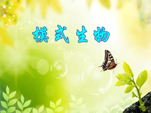 模式生物