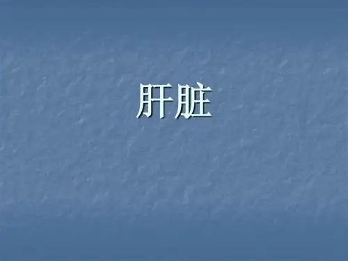 肝脏