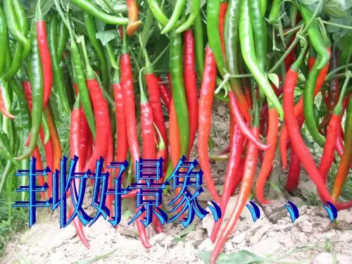 辣椒病虫害防治1