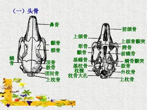 实验十一家兔的骨骼-PPT课件