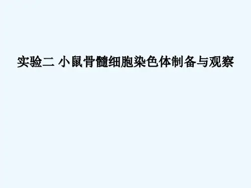 小鼠骨髓细胞染色体制备与观察 PPT