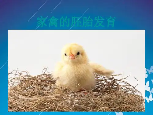 家禽的胚胎发育