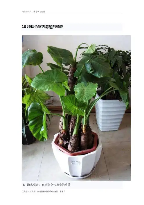 最新18种适合室内养殖的植物