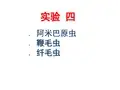 本科寄生虫实验四