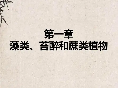 上海市第六中学七年级生物上册 第三单元 第一章 第一节 藻类、苔藓和蕨类植物课件 新版新人教版