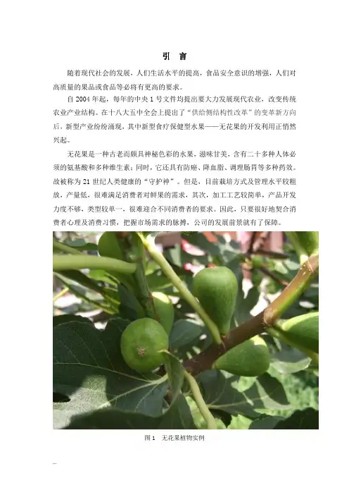 无花果项目商业实施计划书 2