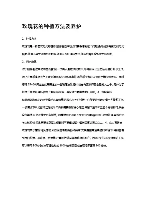 玫瑰花的种植方法及养护