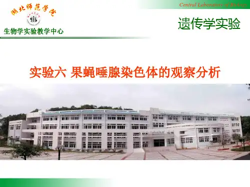实验7 果蝇唾腺染色体观察分析