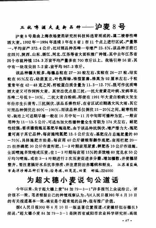 三抗啤酒大麦新品种——沪麦8号
