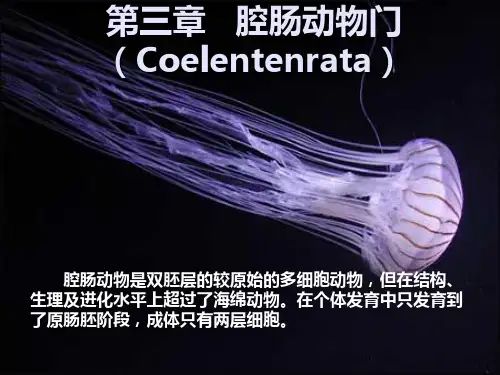 腔肠动物门ppt课件 (2)