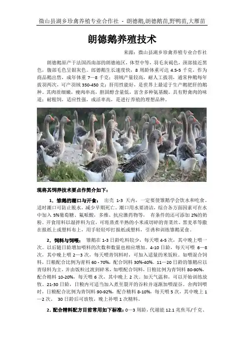 朗德鹅养殖技术