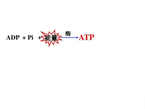 细胞呼吸ppt课件