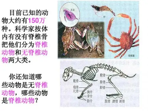 第一节 腔肠动物和扁形动物