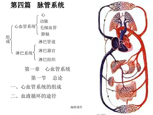 心脏及脉管系统解剖图谱